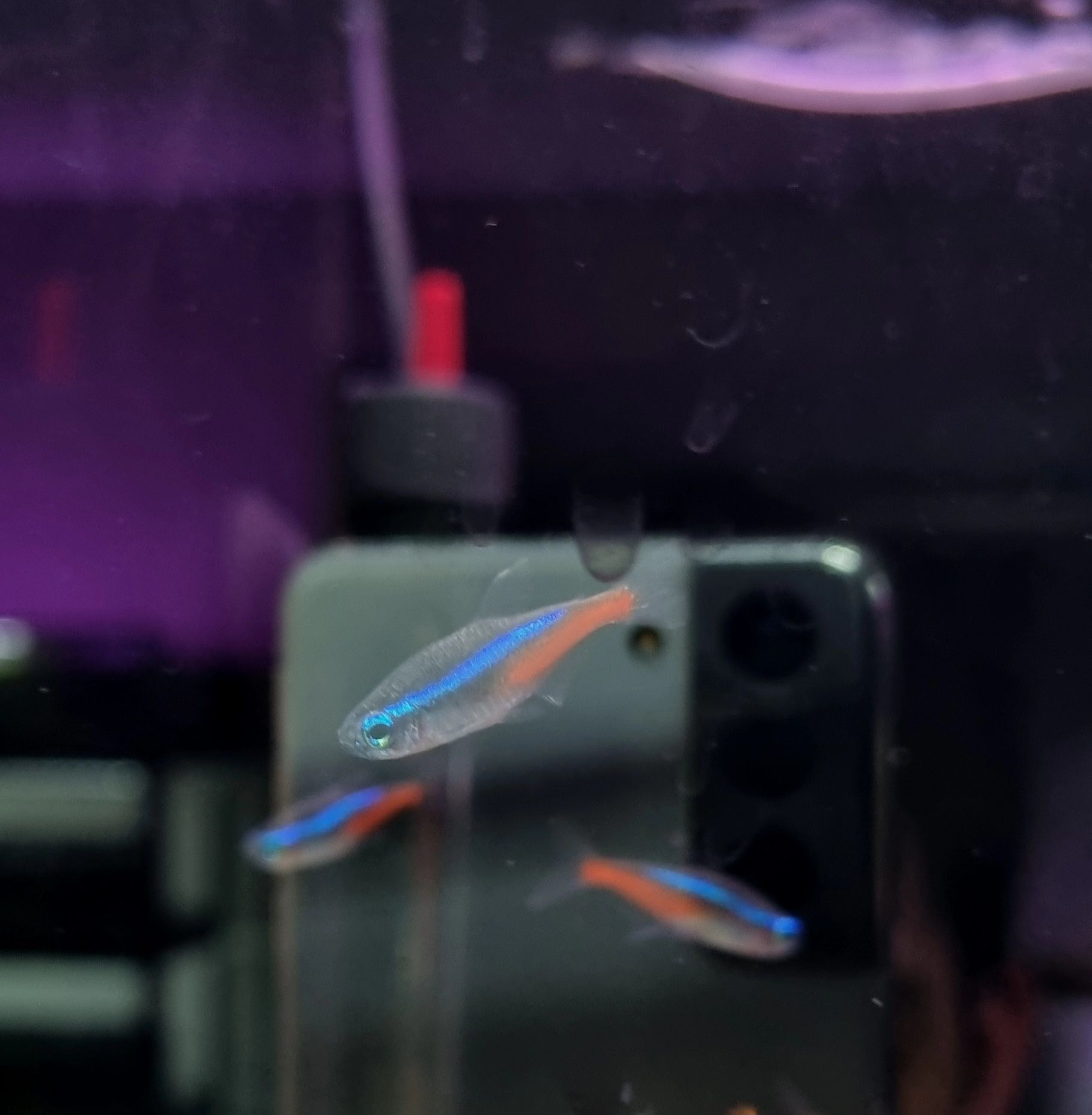 Neon innesa/neonek