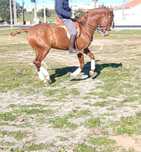 Cavalo PSL 5 anos