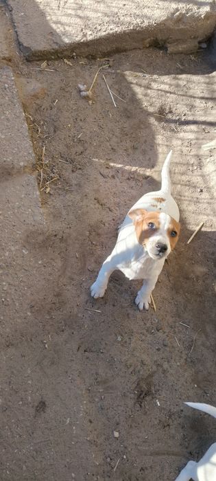 Jack Russell Terrier ( PIESEK ) Ur 01..07.2025 r