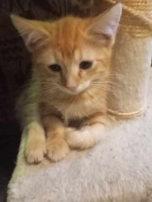 Красивые котята ищут дом