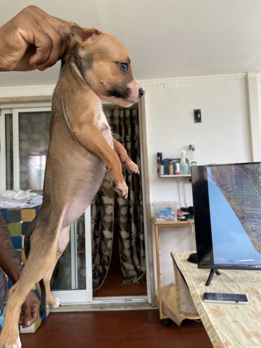 Filhote de 2 meses e poucos dias de idade