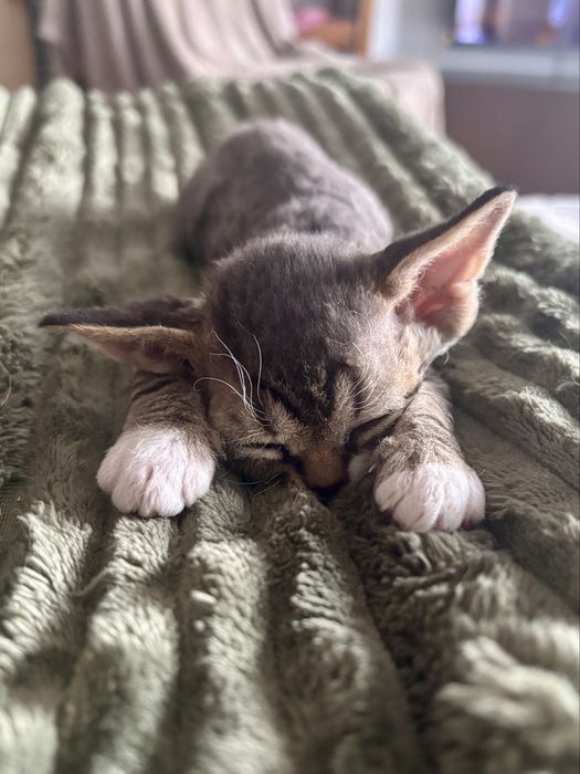 Pregowany devon rex z bielą