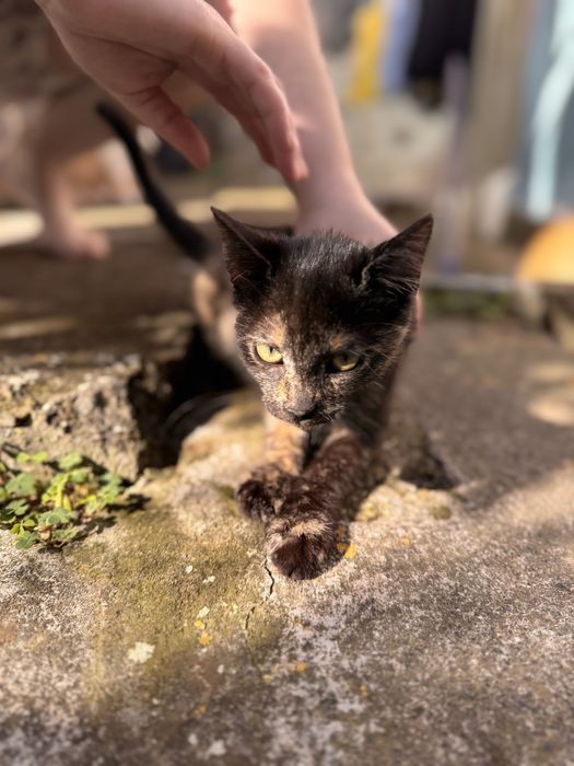 Gata com 3 meses GRATIS
