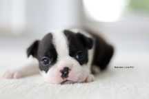 Boston terrier szczeniak suczka