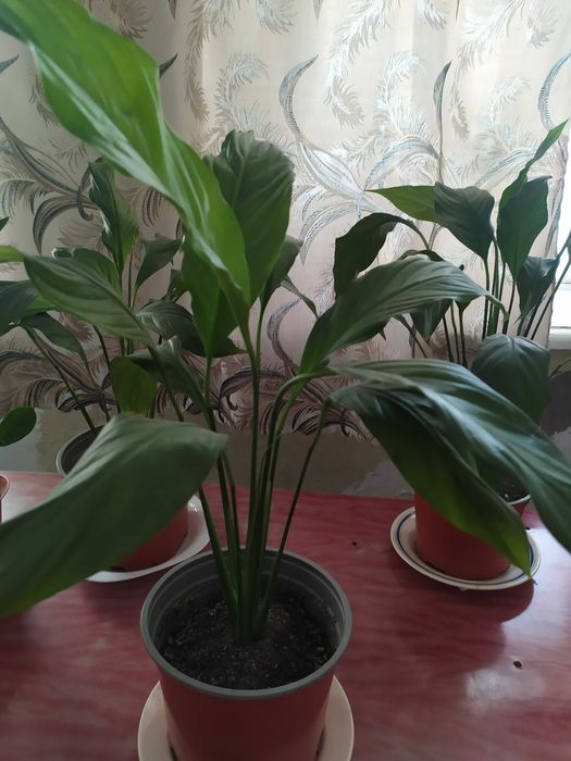 Цветы комнатные каллы , цветущие каланхоэ