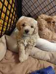 Szczeniak Maltipoo F1b