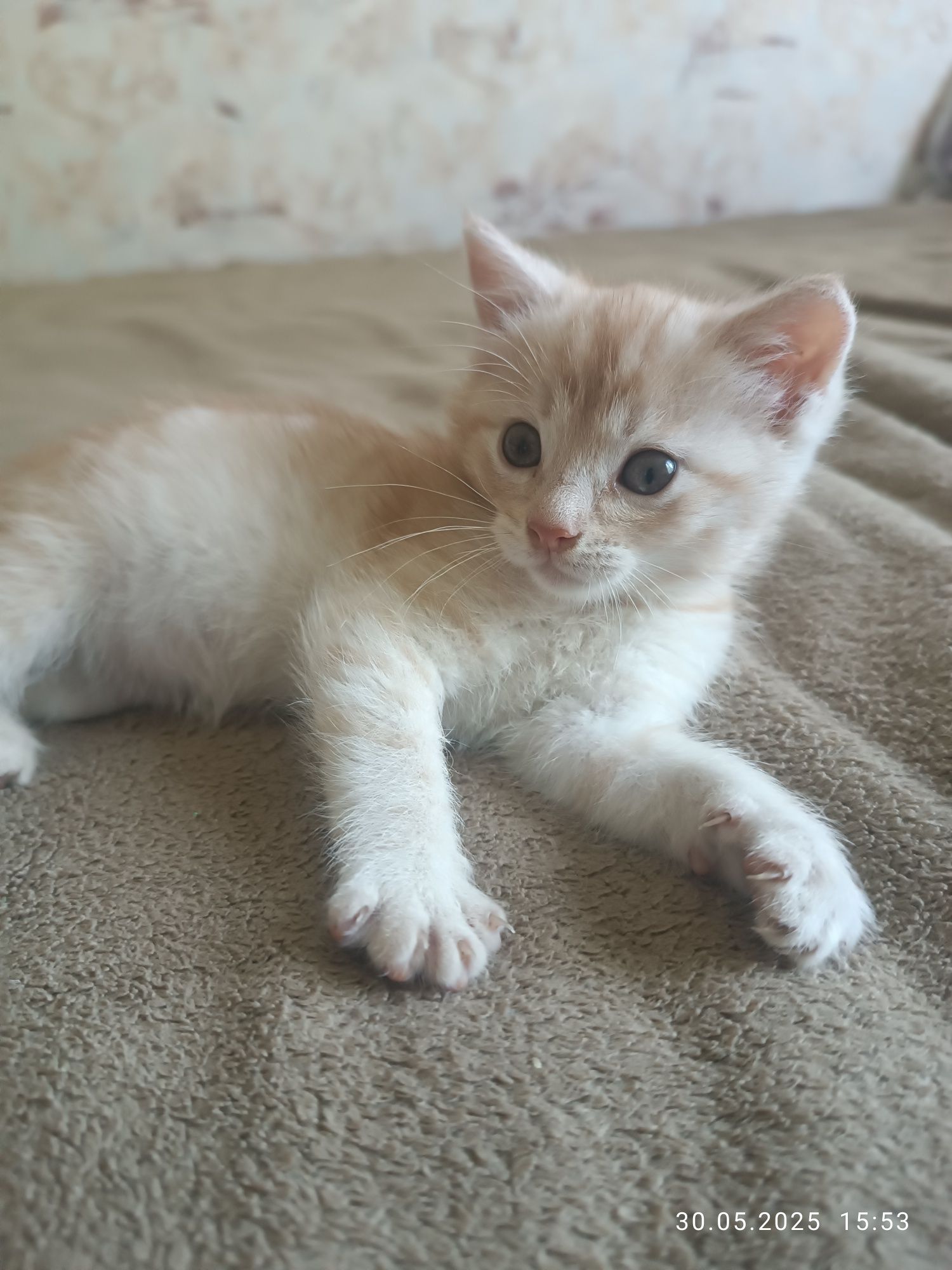 Віддам кошеня, котика