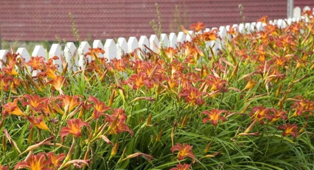 Bergenie,Konwalie,Liliowce,Rośliny starodawne