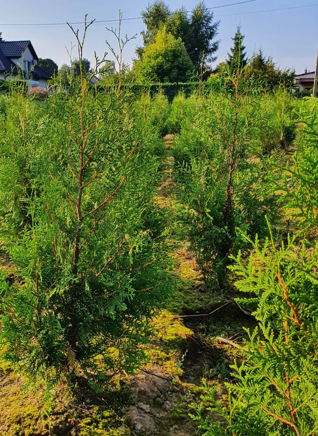 Okazja Tuja 120 CM Brabant Tuje Thuja Transport