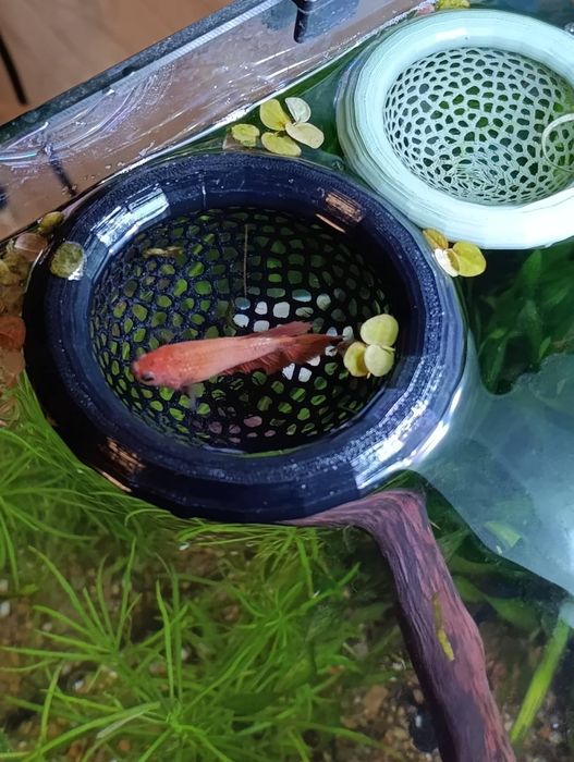 Укрытие для петушка