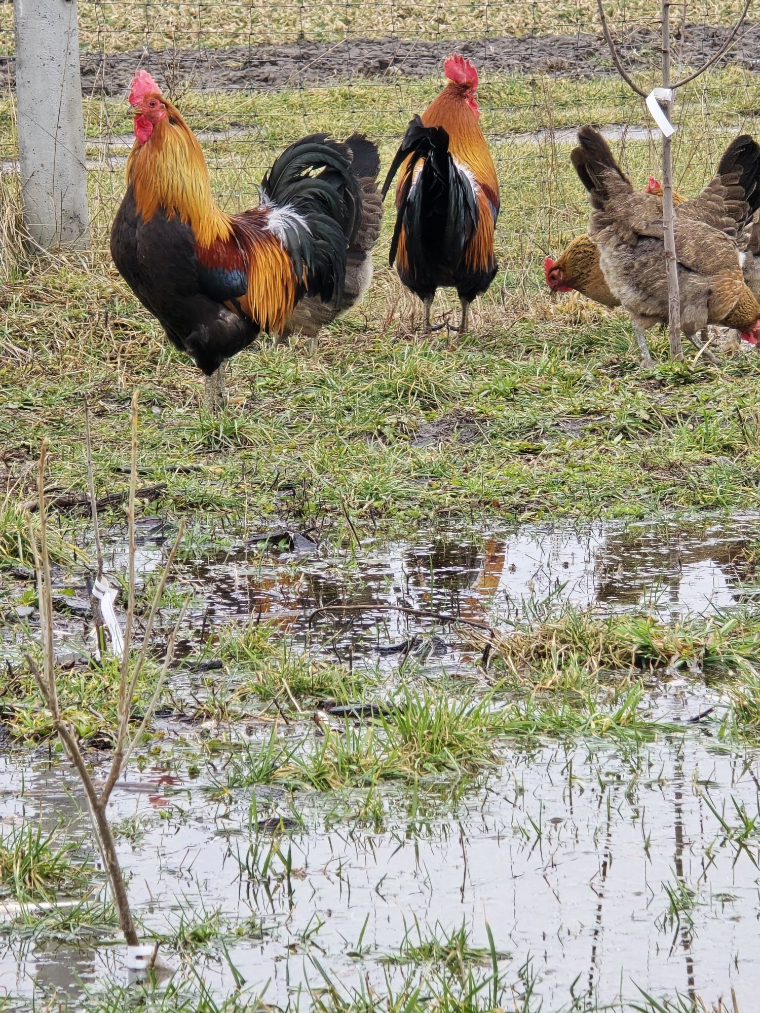 Jaja lęgowe zielononóżka kuropatwiana