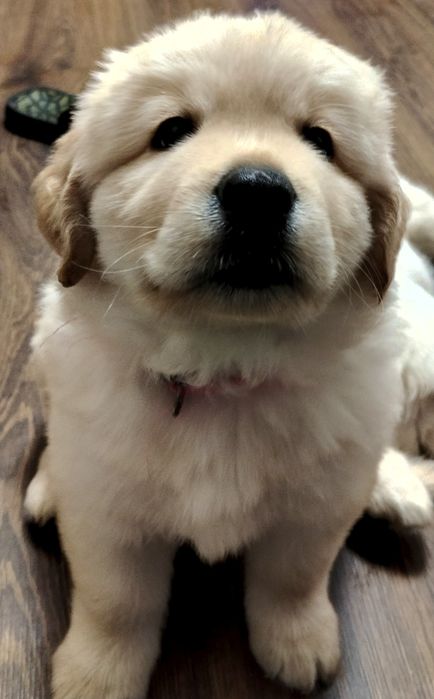 Цуценята Лабрадора