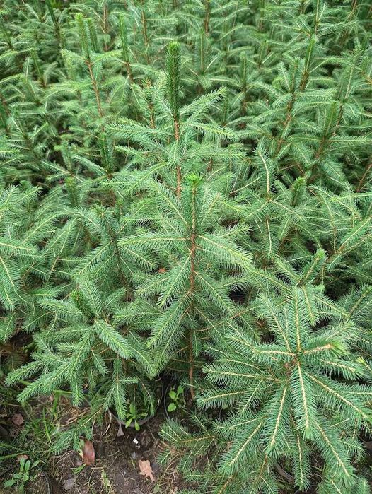 Świerk pospolity donica 2 l. 70 cm - 80 cm wysyłka.