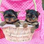 Śliczna suczka Yorkshire terrier