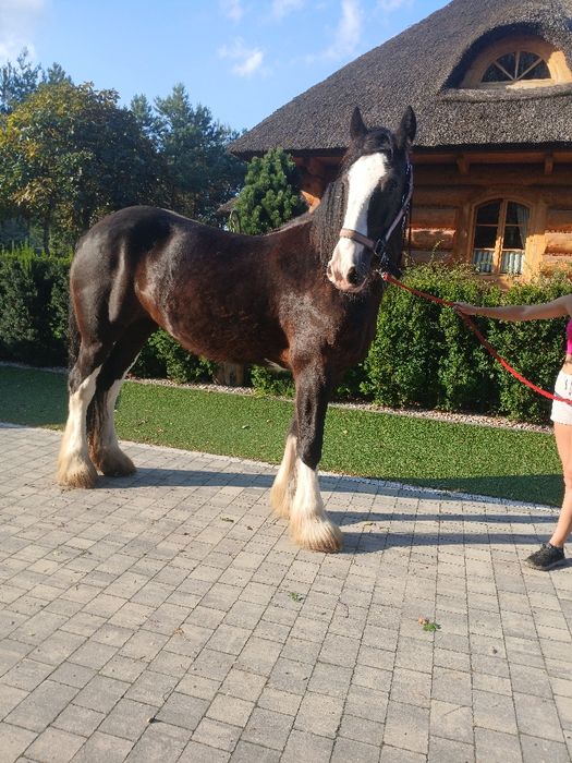 Klacz Shire źrebna Siodło Rekreacja