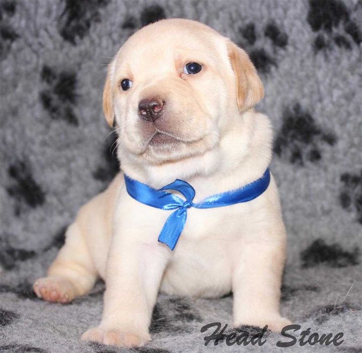 Щенки питомника Лабрадор ретривер