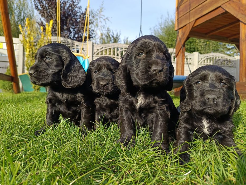 Cocker Spaniel Angielski Chłopcy