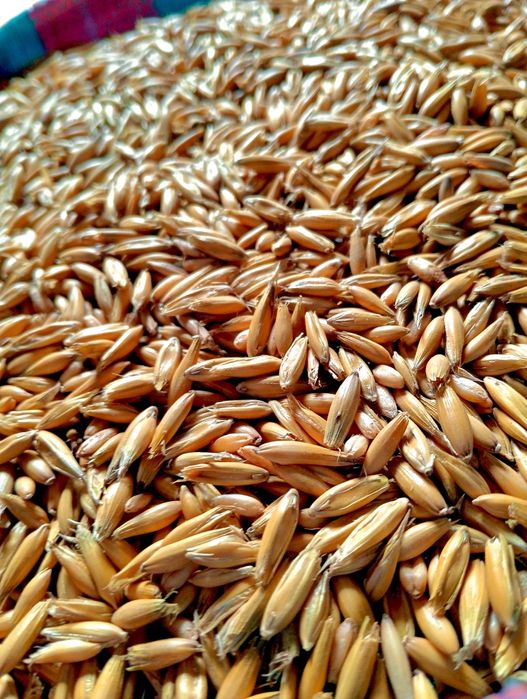 Owies piękny tłusty sprzedam