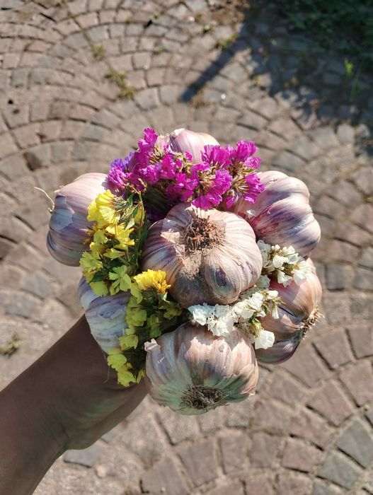 Czosnek z własnego gospodarstwa