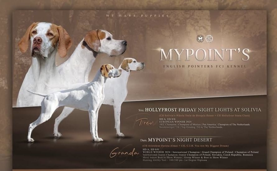 Pointer (wyżeł angielski) ZKwP (FCI) - piesek gotowy do odbioru