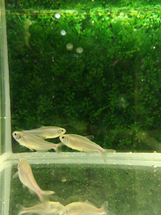 Tetra niebieska (Maranka)