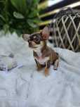 Chihuahua wyjątkowy chłopczyk dla konesera