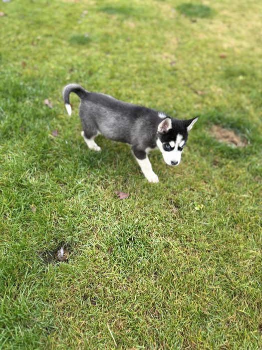 Syberian husky miot B -Buster po Championie