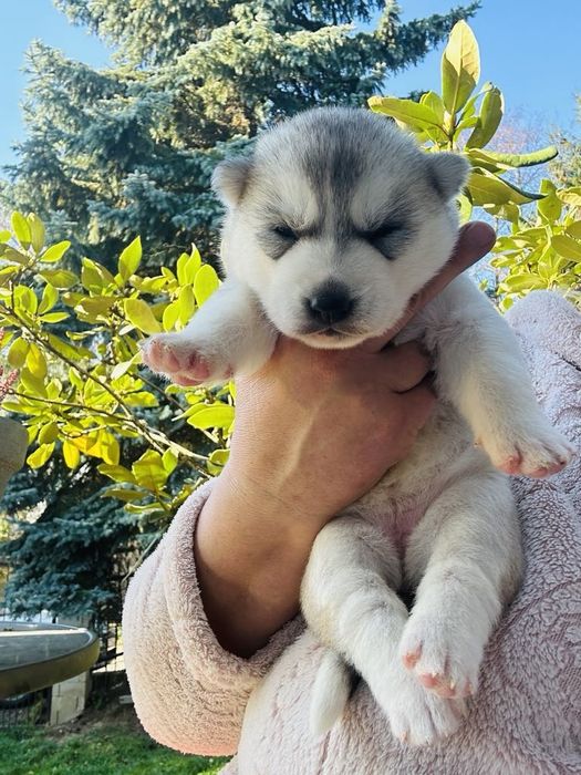 Suczka siberian husky  wybitna ZKwP FCI