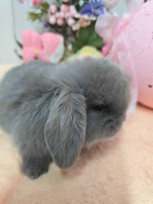 Миниатюрный породистый крольченок Мини Лоп от выставочных родителей.