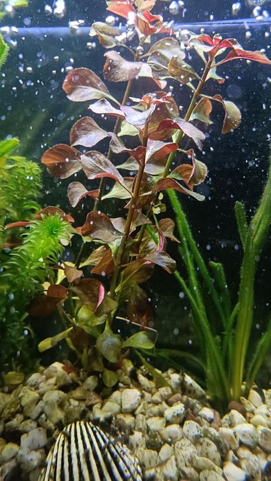 Roślinka akwariowa ludwigia rapens