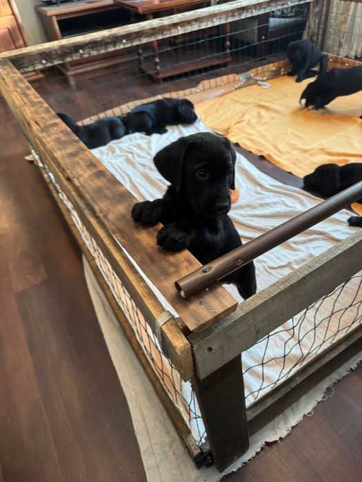 Лабрадор ретривер щенок цуценя