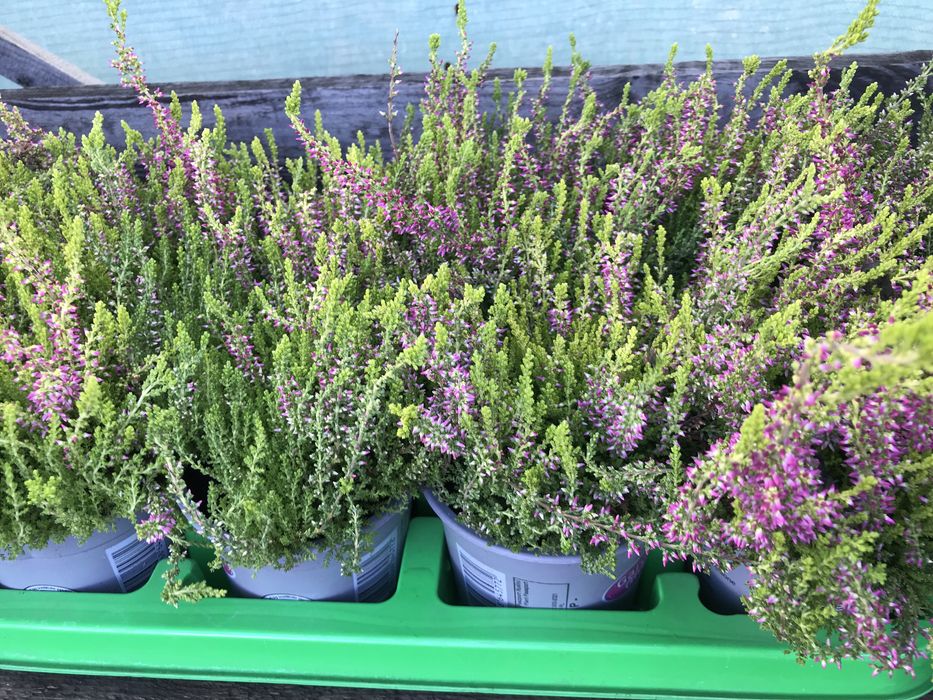 Вереск великий асортимент в контейнерах для висадки