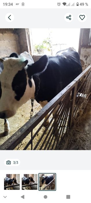 Животні телиця на корову