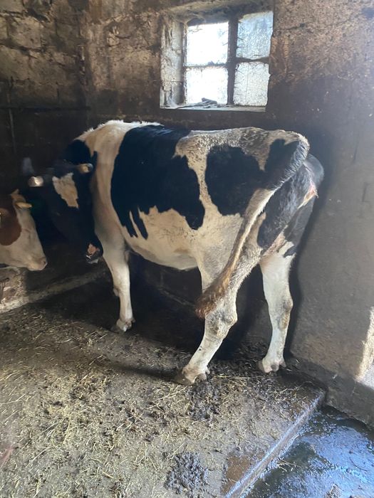 Jałówka Cielna około 700 kg