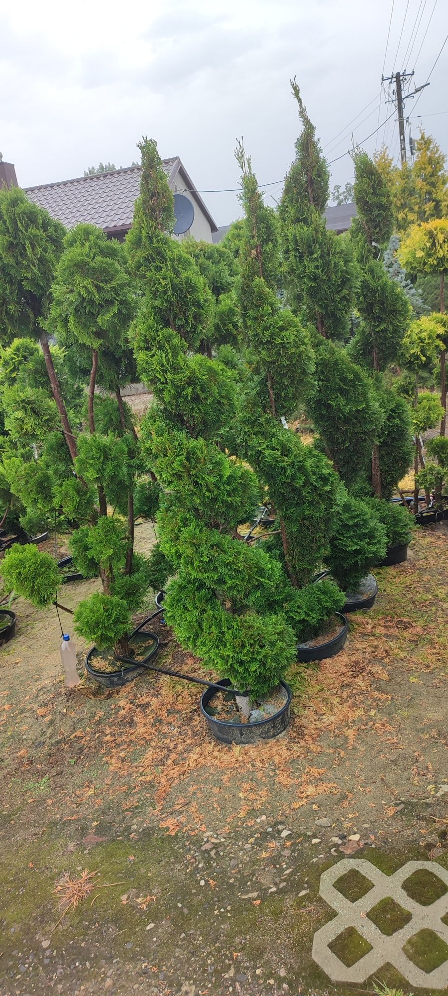 Bonsai tuja szmaragd spirala