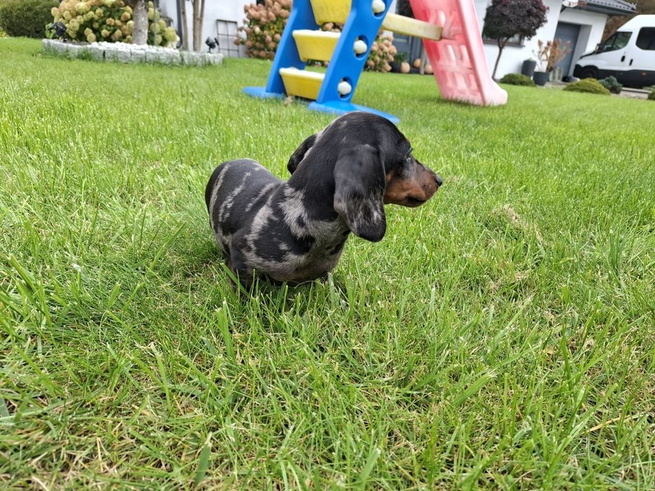 jamnik miniaturowy piesek