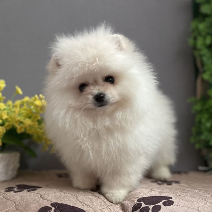 ляльковий Ведмедик хлопчик.