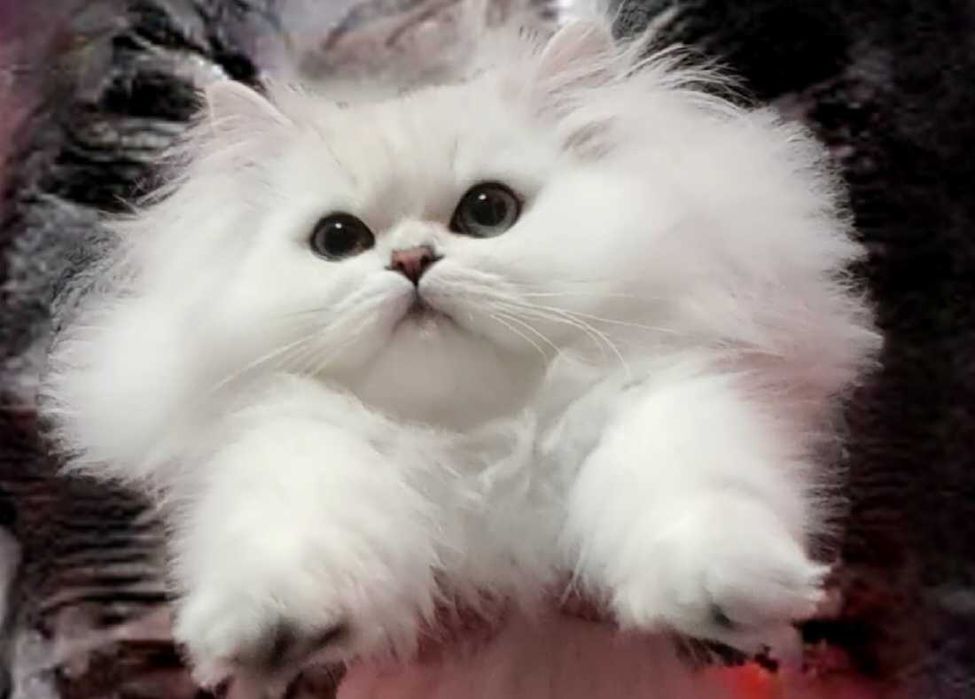 Чистокровний британський довгошерстий котик