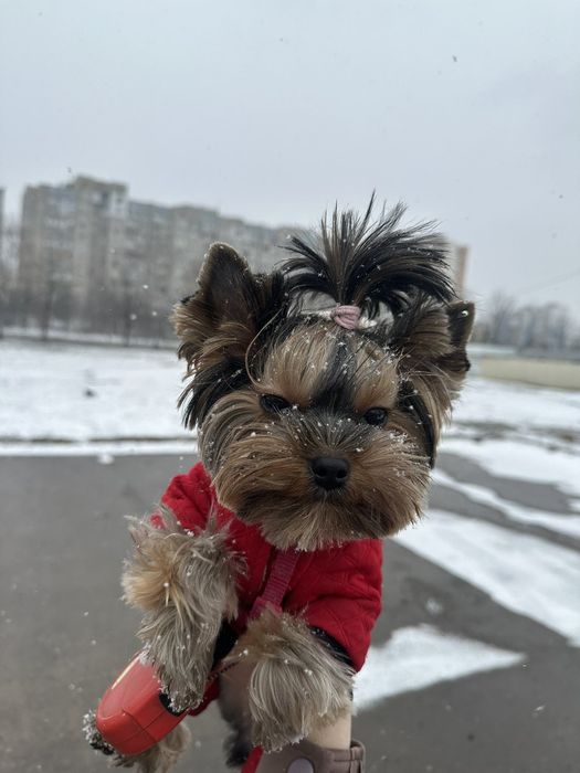 Йоркширский терьер вязка