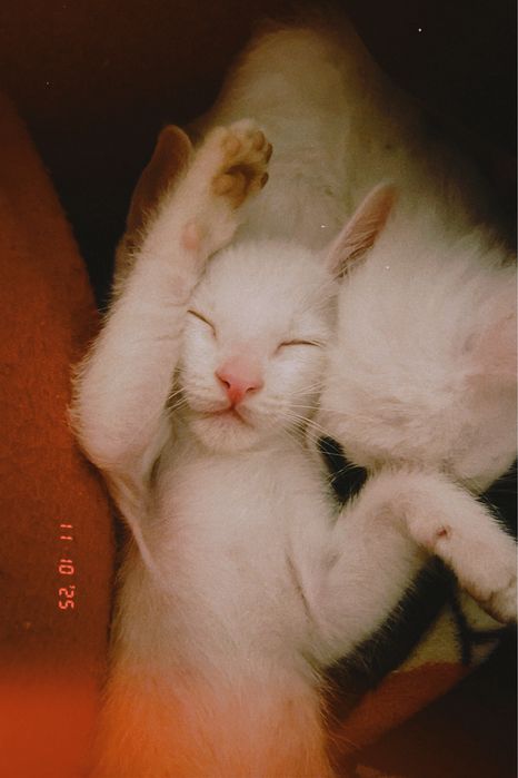 gatinhos para adoção