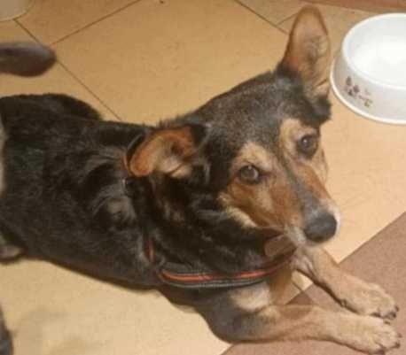 Zuza- mała (9kg), KOTOLUBNA, inteligentna suczka-dowóz w Polsce