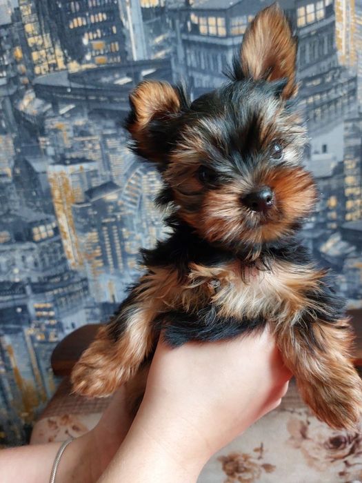 Йорки малюки  1 дівчинка і 4 хлопчики.