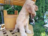 Cocker Spaniel angielski Piesek Rodowód