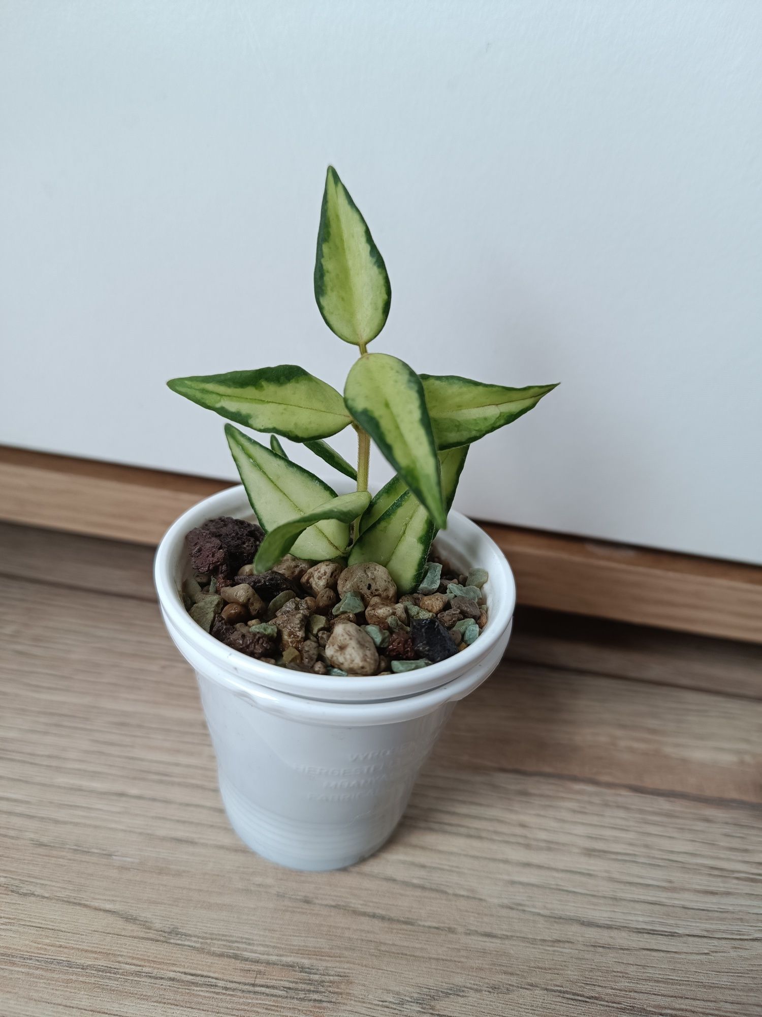 Hoya Bella Luis Bois