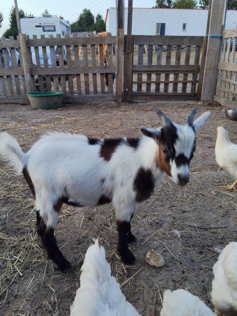 Cabrito anão - 3 meses