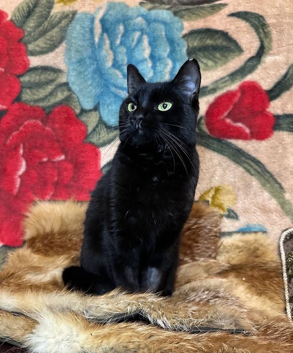 Молодая чёрная кошка