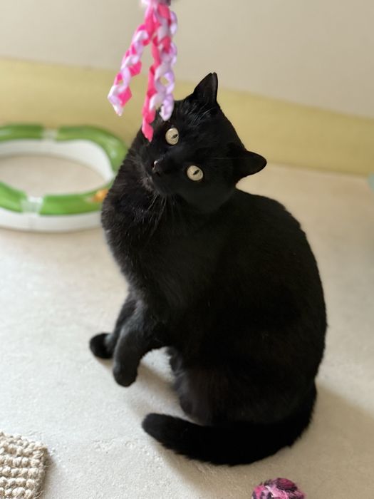 Luna do adopcji od zaraz