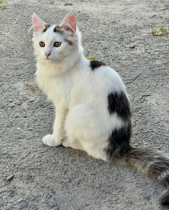 Кошеня в добрі руки