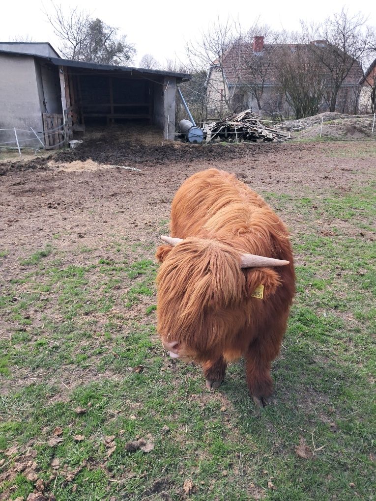 Sprzedam 2 szkockie byki