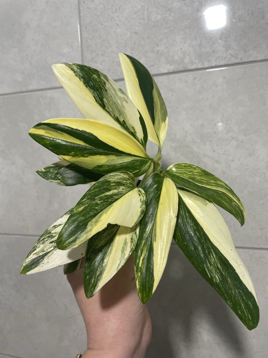 Філодендрон Pink Princess, Kobra yellow